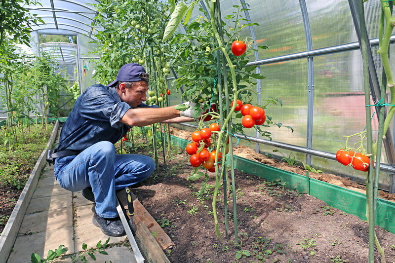 Как подвязать помидоры в теплице?
