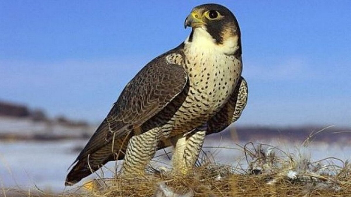 Сокол-сапсан. Фото из открытых источников.