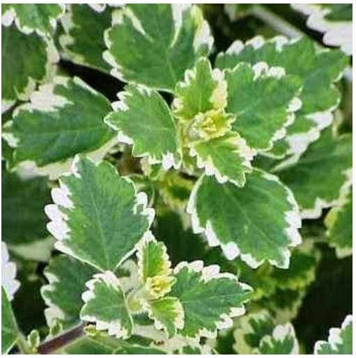 
gardenstar.ru