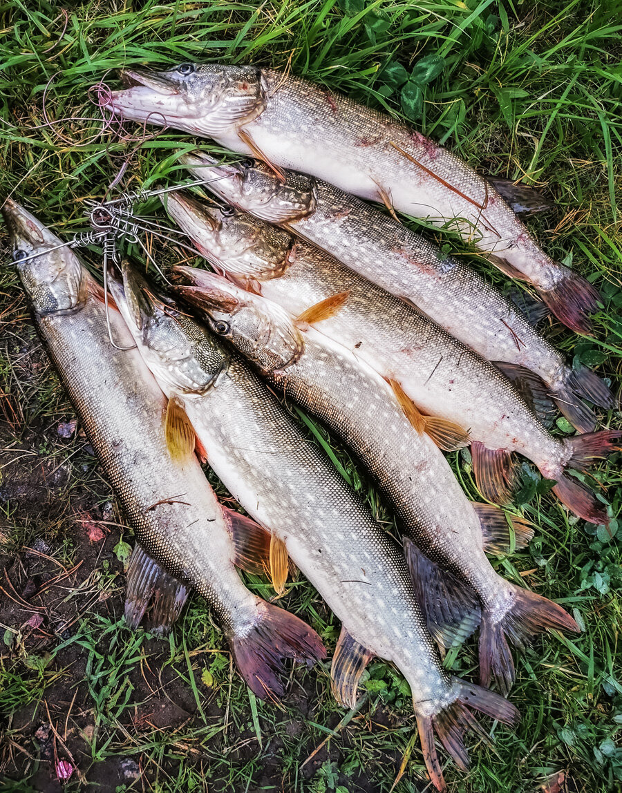 10 кг очень вкусной щуки поехали домой на котлетки