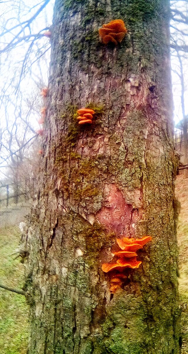 ОПЯТА -ВЫ?  ИЛИ - ВИДЕНЬЕ?  Фото автора