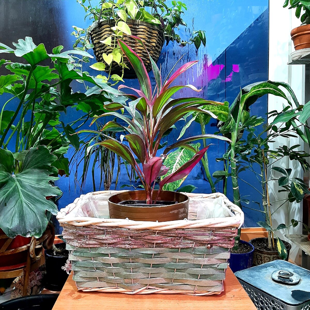 Красотка кордилина 