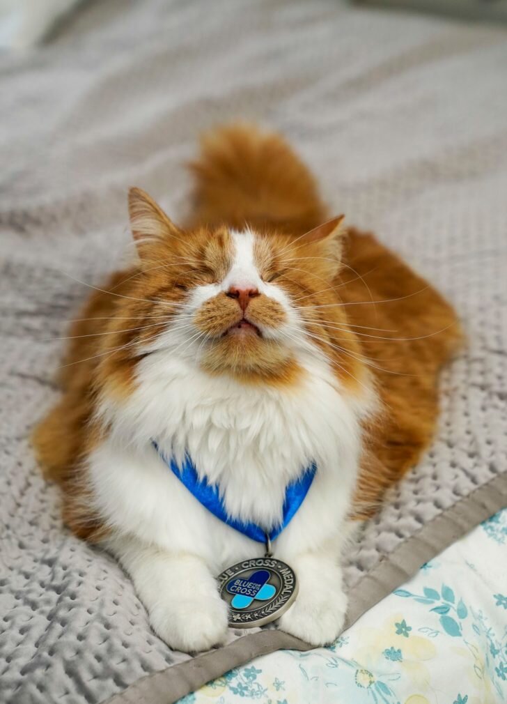 Кэррот  единственная терапевтическая кошка в хосписах Марии Кюри по всей Великобритании и единственный слепой терапевт в Великобритании!