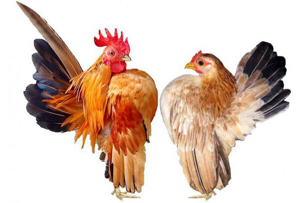 Куры Малазийская Серама: описание породы, уход, содержание цыплят, отзывы