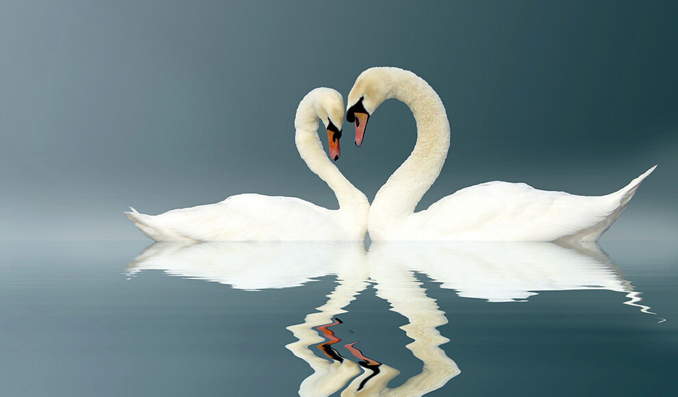 Пезарский лебедь в музыке. Любовь и лебеди. Свадебные кольца и лебеди. Кричащие лебеди символ. Love and Swans белье.