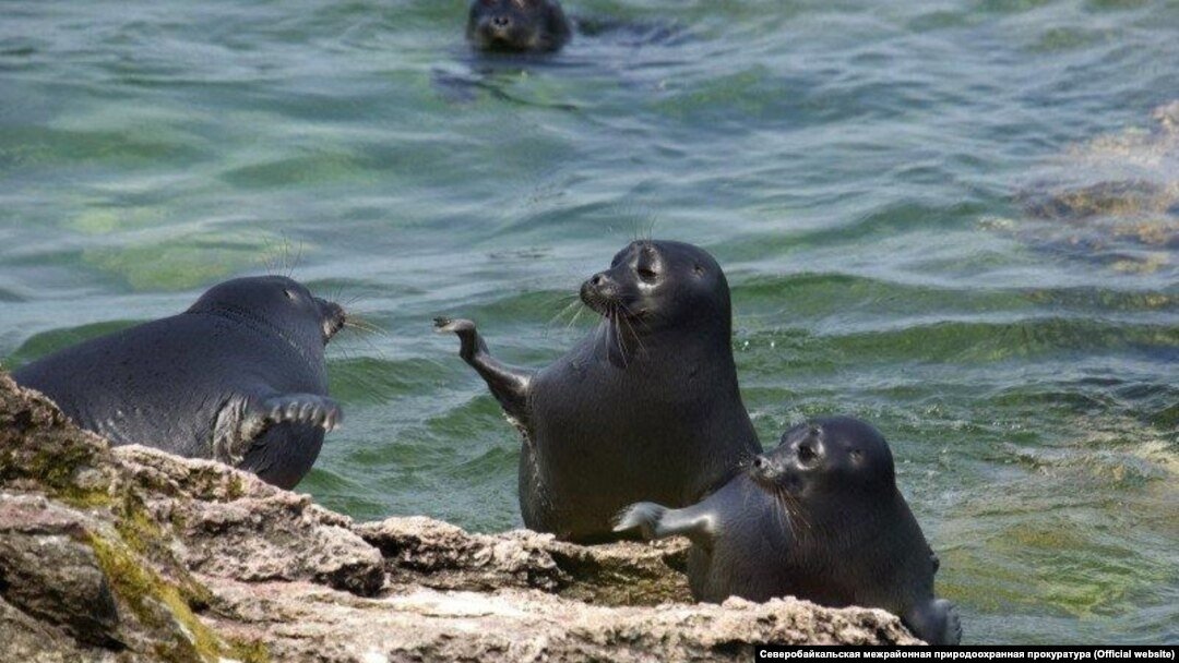 Фотография из свободных источников