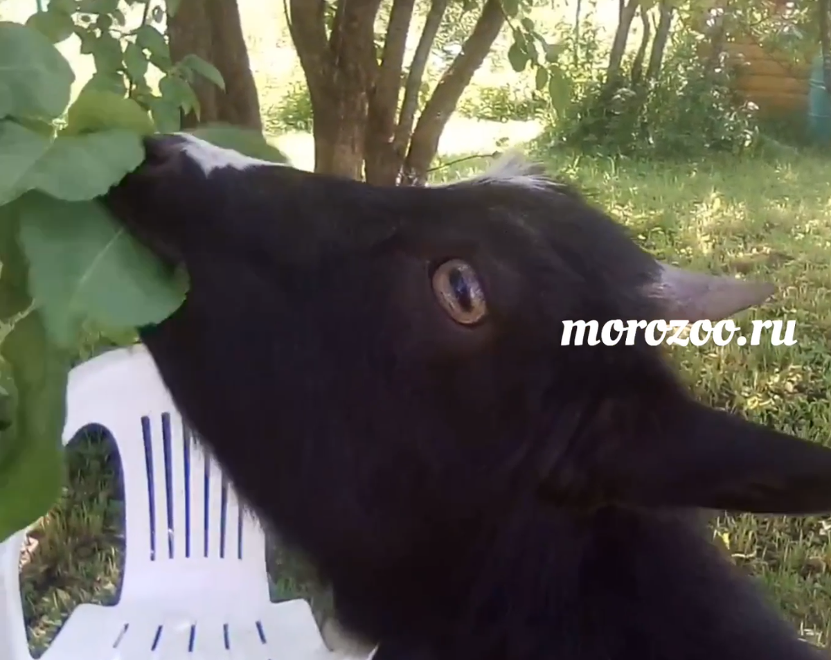 Камерунская козочка Стелла из Питомника в Ленинградской Области МороЗоо 