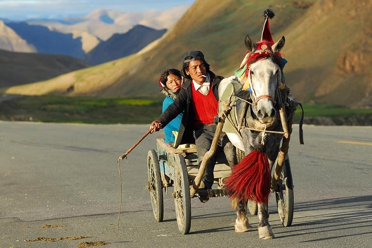 Гужевой транспорт в Тибете до сих пор в ходу наряду с автомобилями, автобусами и поездами
