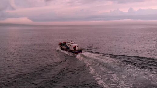 Собака упала за борт в холодное Баренцево море, увлекшись дельфинами