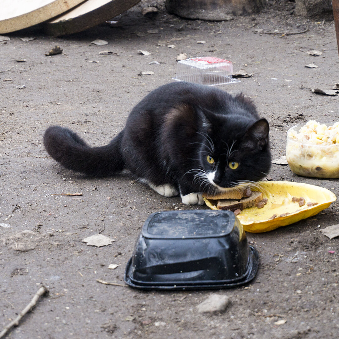 Фотография автора. Уличный кот.