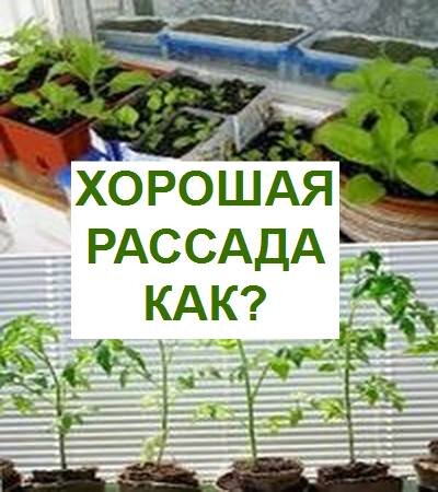  выращивание рассады