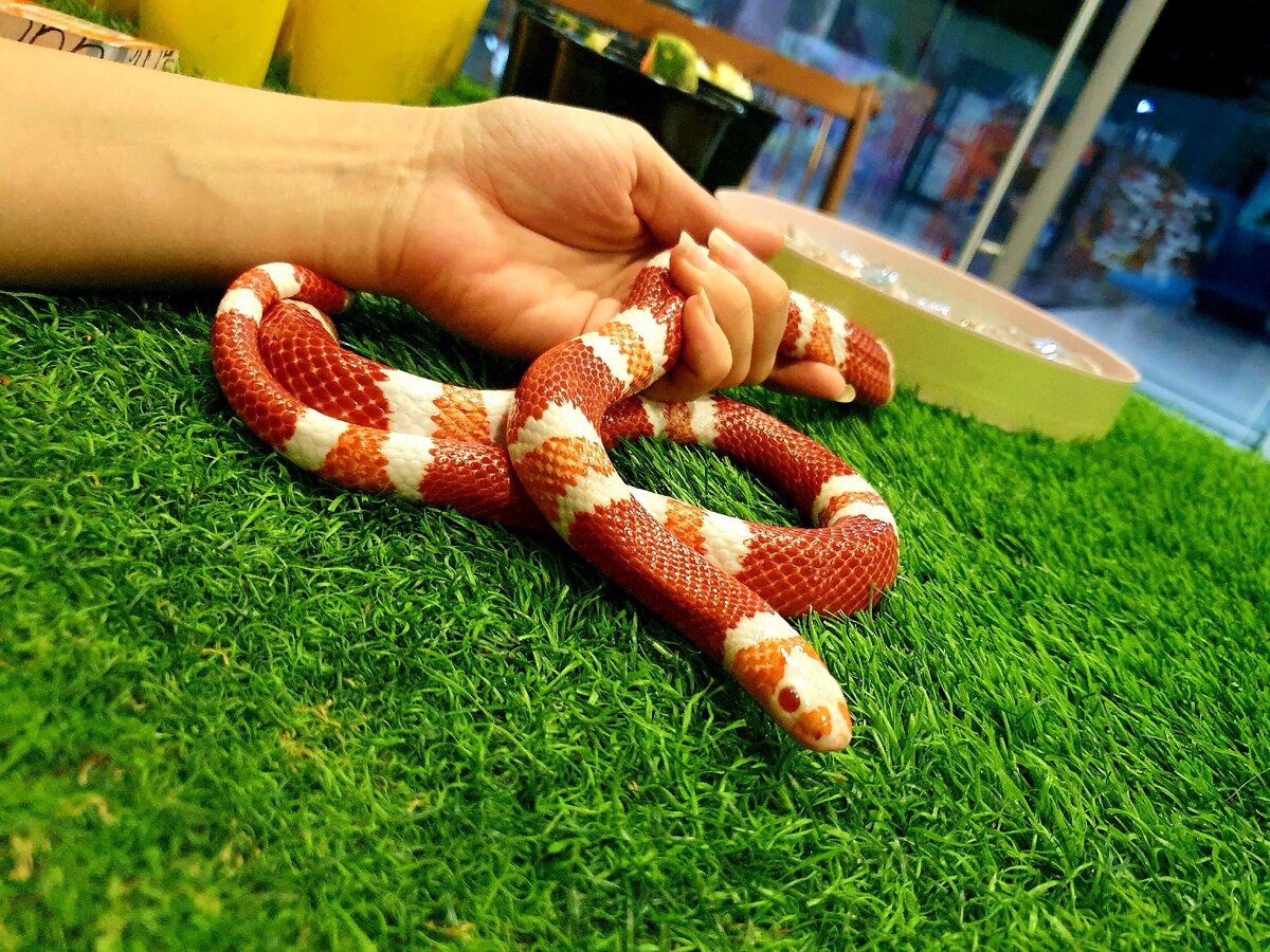 Королевская молочная змея альбинос