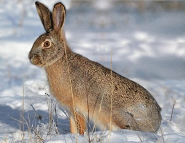 Зайчище-русачище