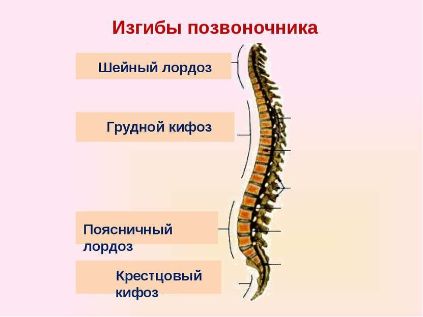 Чем полезен метод Фукуцудзи? Японское упражнение с валиком для похудения и осанки