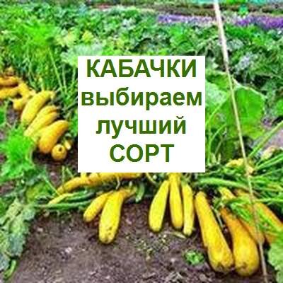 описание сортов кабачков