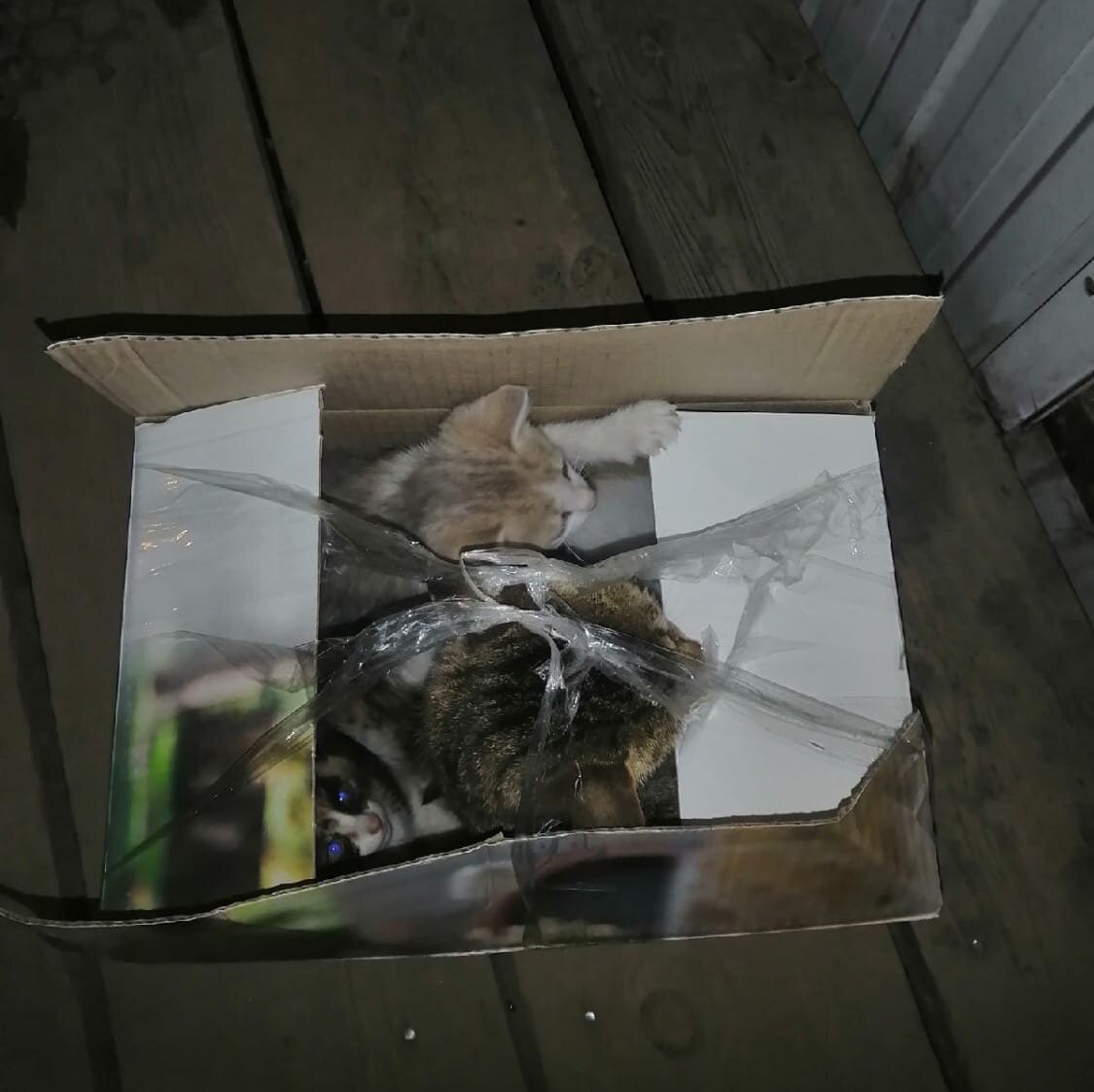 Источник: группа Фонда "Собака счастья" во ВКонтакте