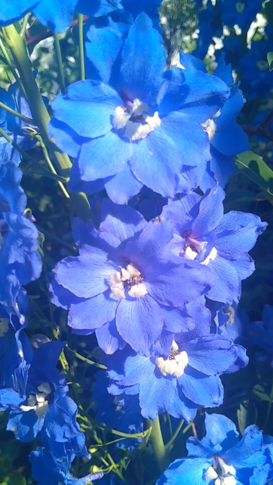 Дельфиниум на моей даче. Фото автора канала  "Дачный рай"  