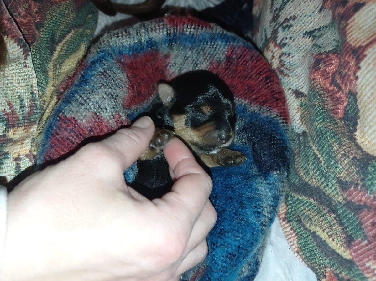 йоркширский терьер фото автора. Щенку всего неделя