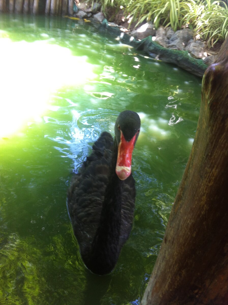 Красавец, приплыл покушать