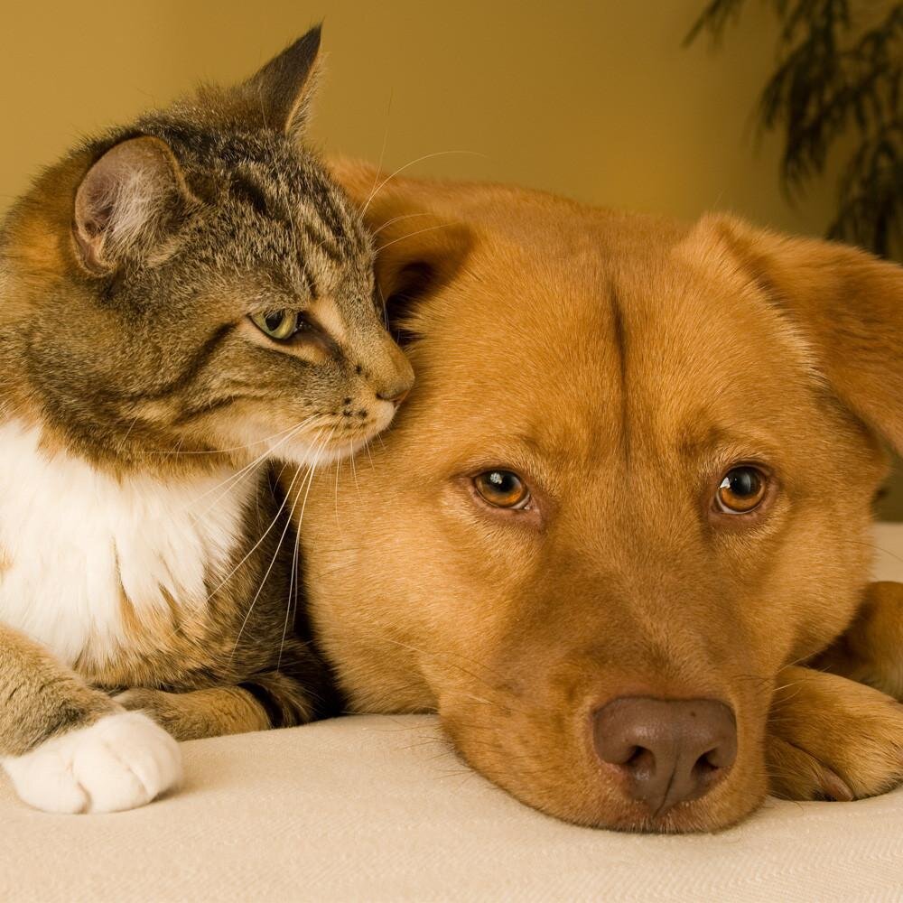 Моем кошек и собак. Кошки и собаки. Собака и кошка вместе. Дружба кота и собаки. Rjireb b CJ,FRB.