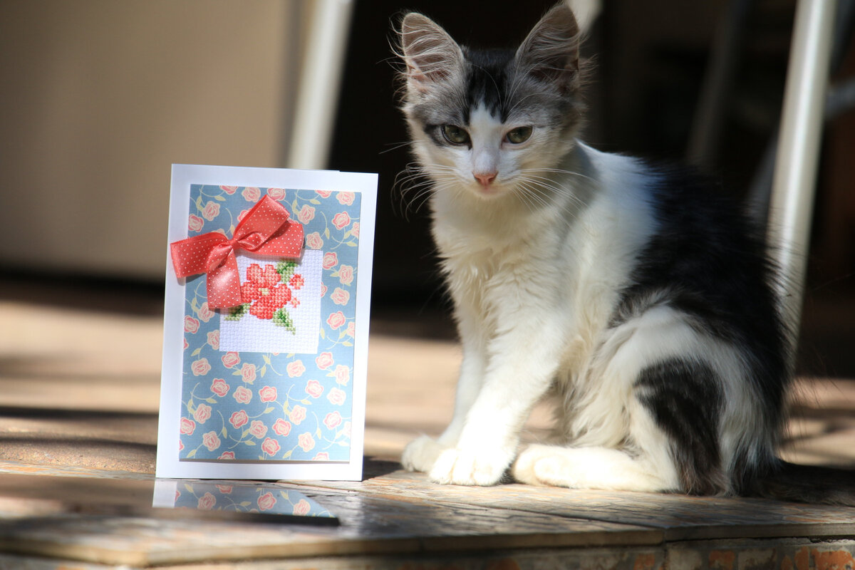 Сочинский котик, живший при отеле, в котором мы отдыхали