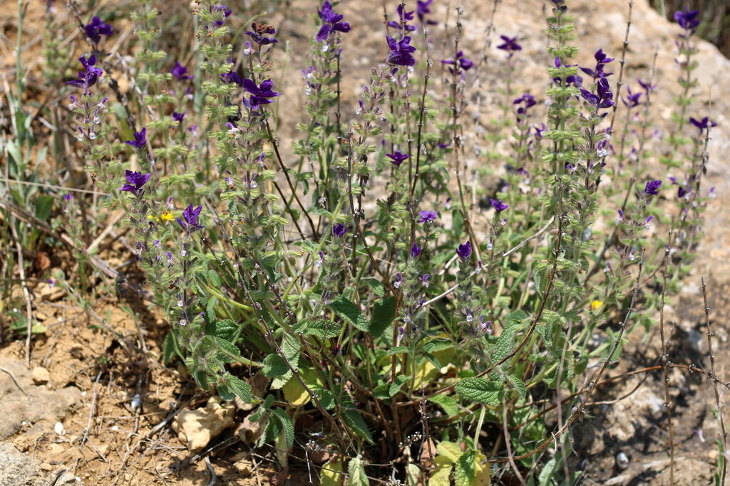 Veronica pinnata - Image of an specimen - Plantarium