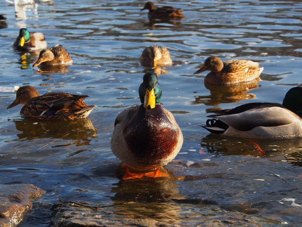 Авторская утка. Не в тему и не в теме. Красоты для.