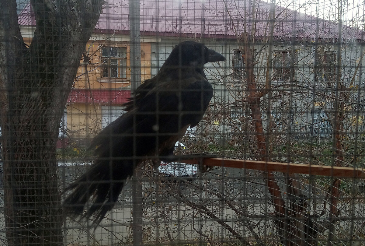 Хвост у вороны Каркуши разваливался на глазах, и ежедневные прогулки на свежем воздухе не помогли. 