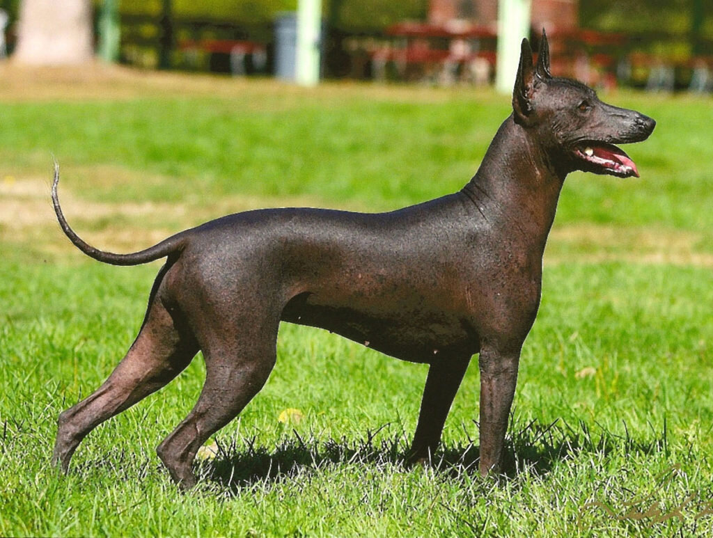 Ксоло - загадочная и древняя порода собак | Советы от Светы | Дзен