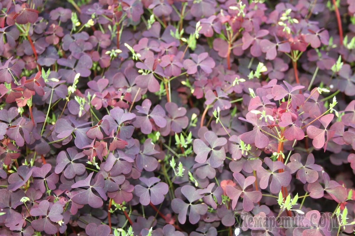 Фото из открытых источников.