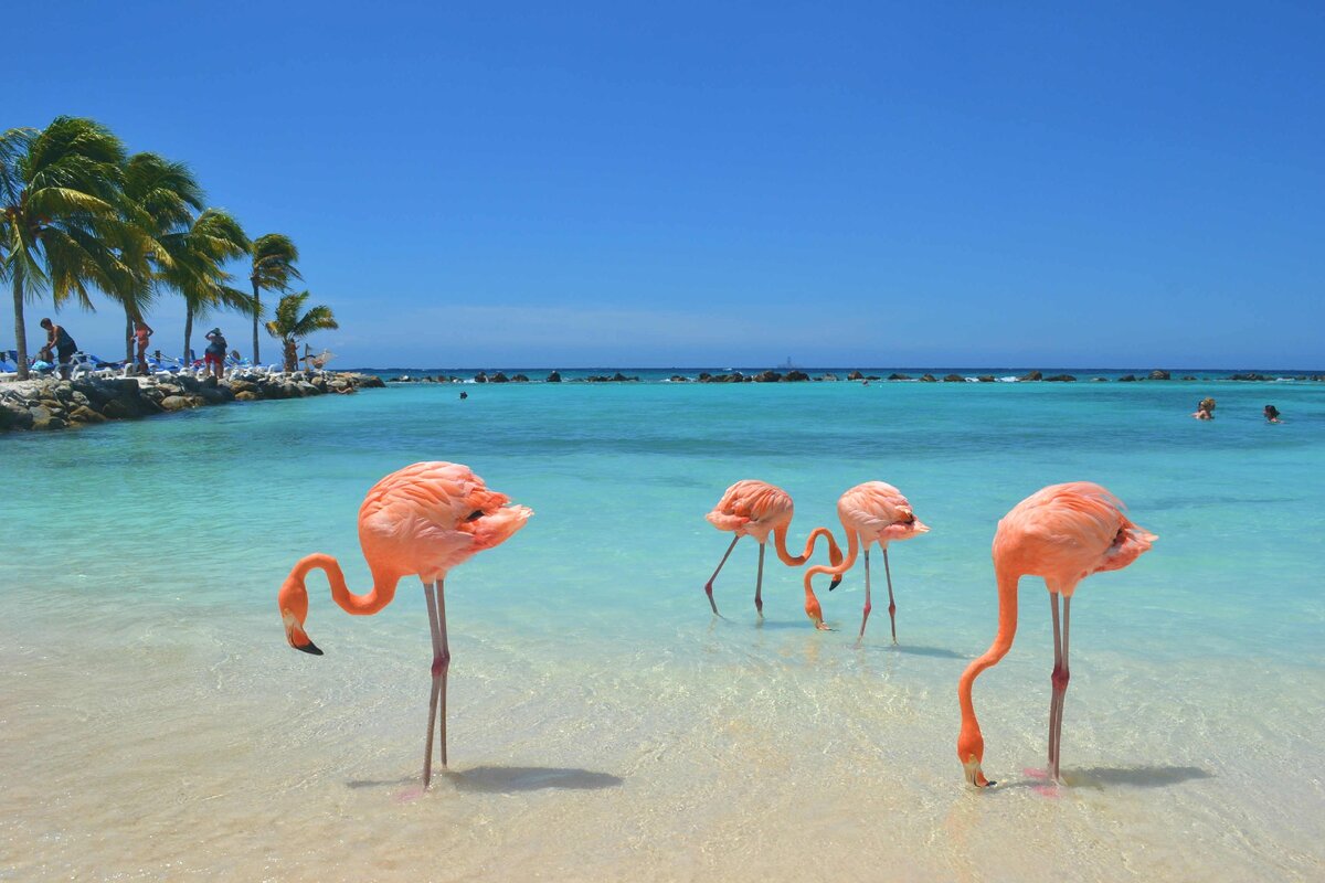 Кайо Коко Куба Фламинго