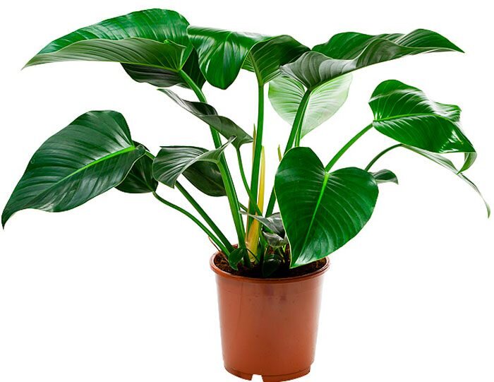 Филодендрон лазящий Philodendron scandens 15/12 — цена в LETTO