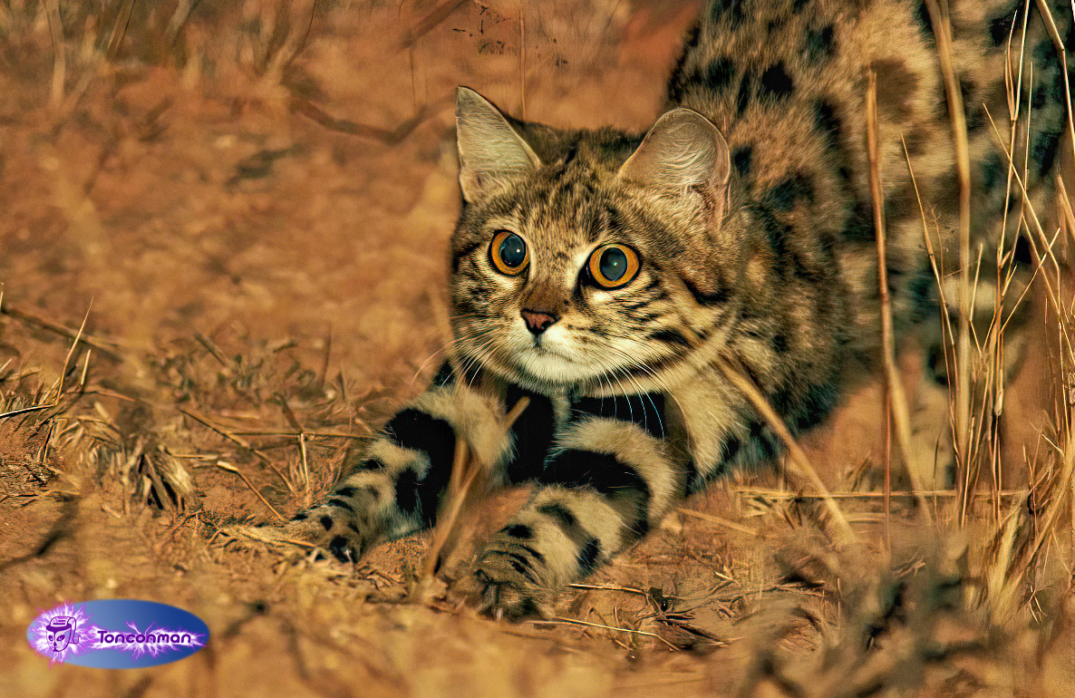 Черноногая кошка. Фото из открытых источников