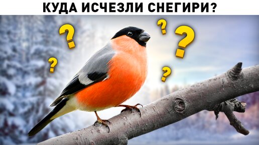 Куда исчезли снегири?