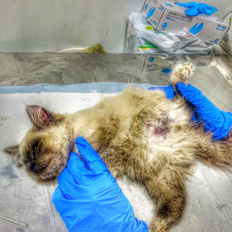 Котёнок в приюте для животных.