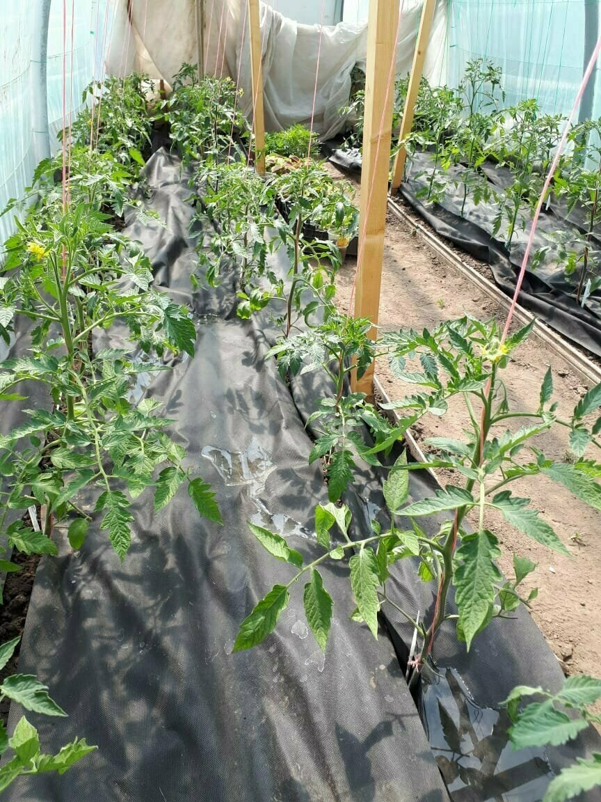 Добавьте описание