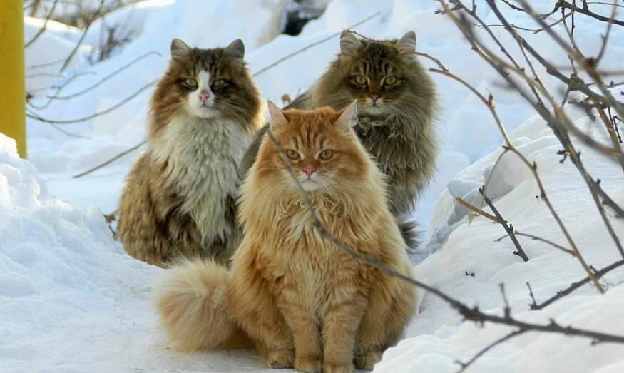 Картинка взята из открытых источников в интернете 