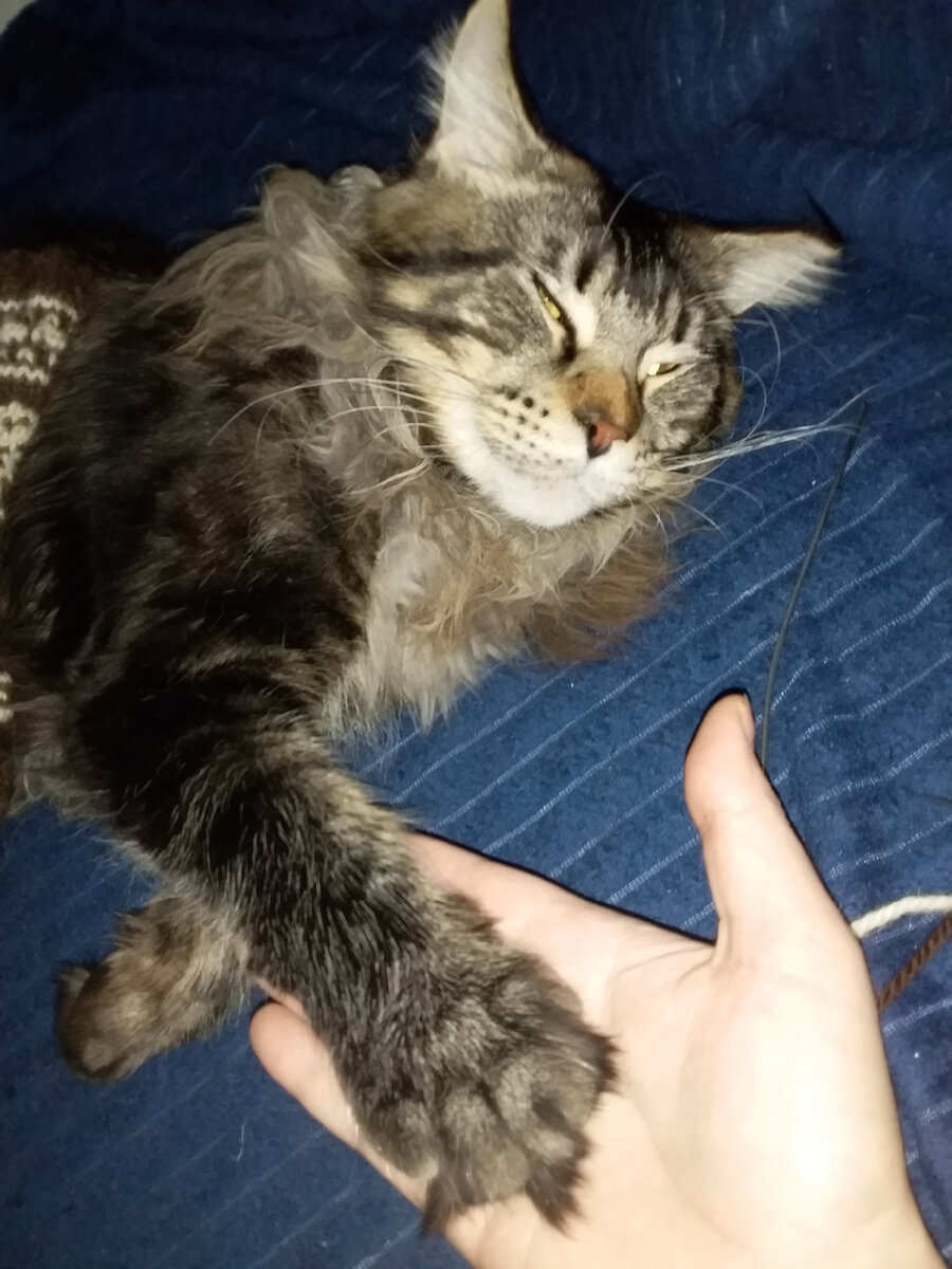 Ты будешь спать, хозяйка? Личное фото