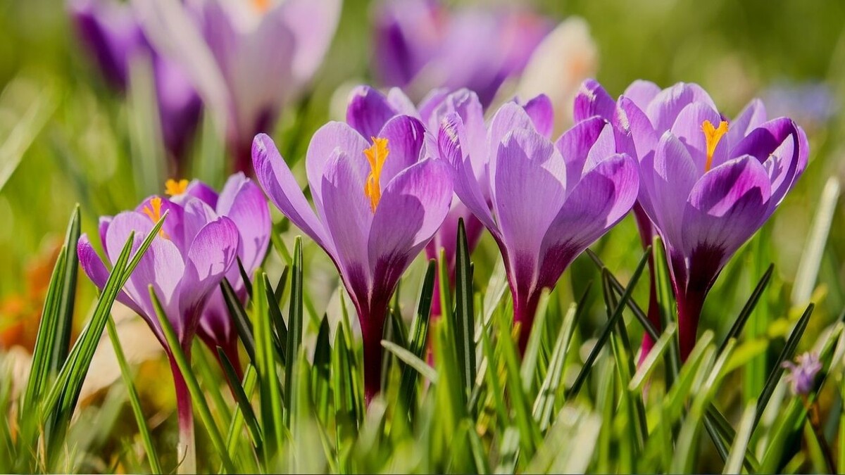 В саду цветут фиолетовые крокусы