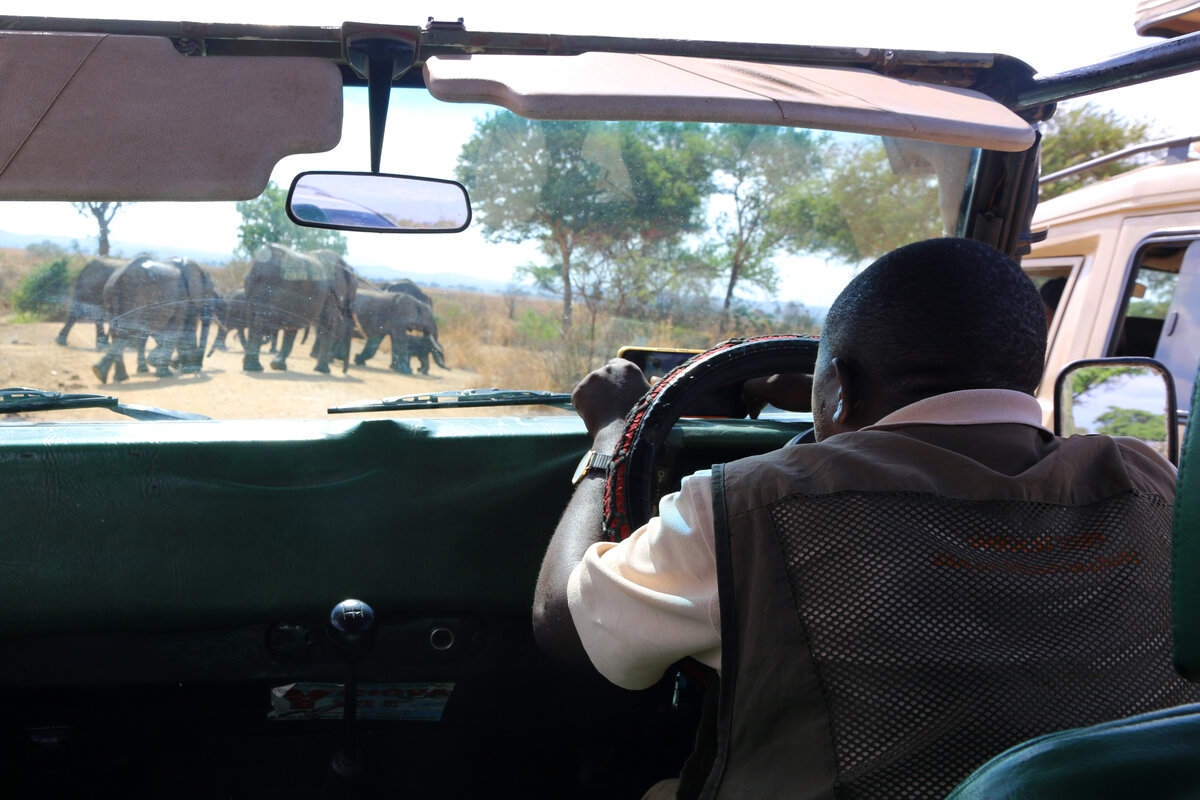 Слоны на перекрёстке