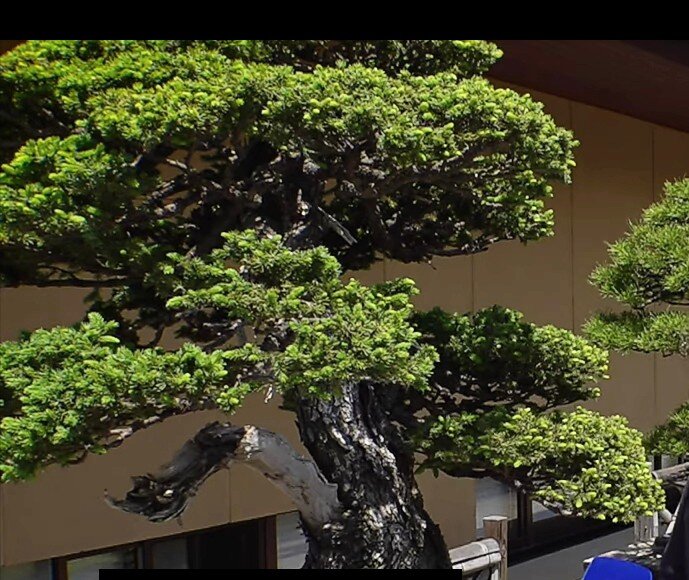 Этому дереву 800лет