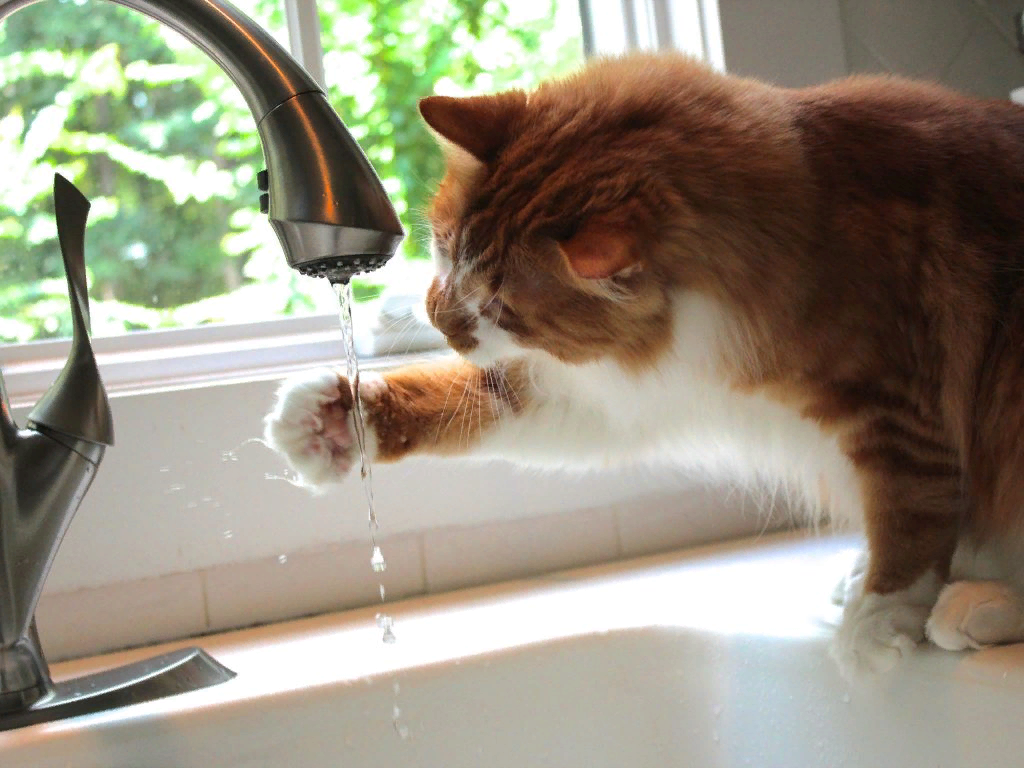 🐱Как приучить кошку пить воду | Нос, хвост, лапы | Дзен