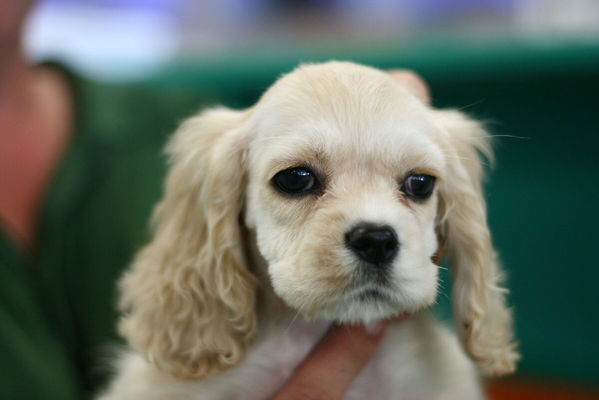 Щенок американского кокера (Фото: https://www.flickr.com/photos/simonwong/1680221357/)