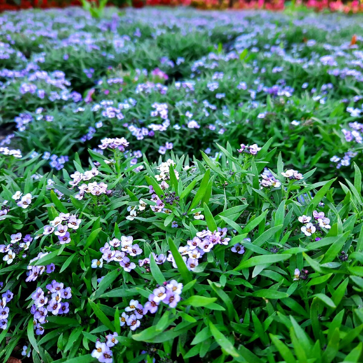 Пока все спешат рано утром на работу, вы живёте в своём темпе и вам никуда не надо спешить.