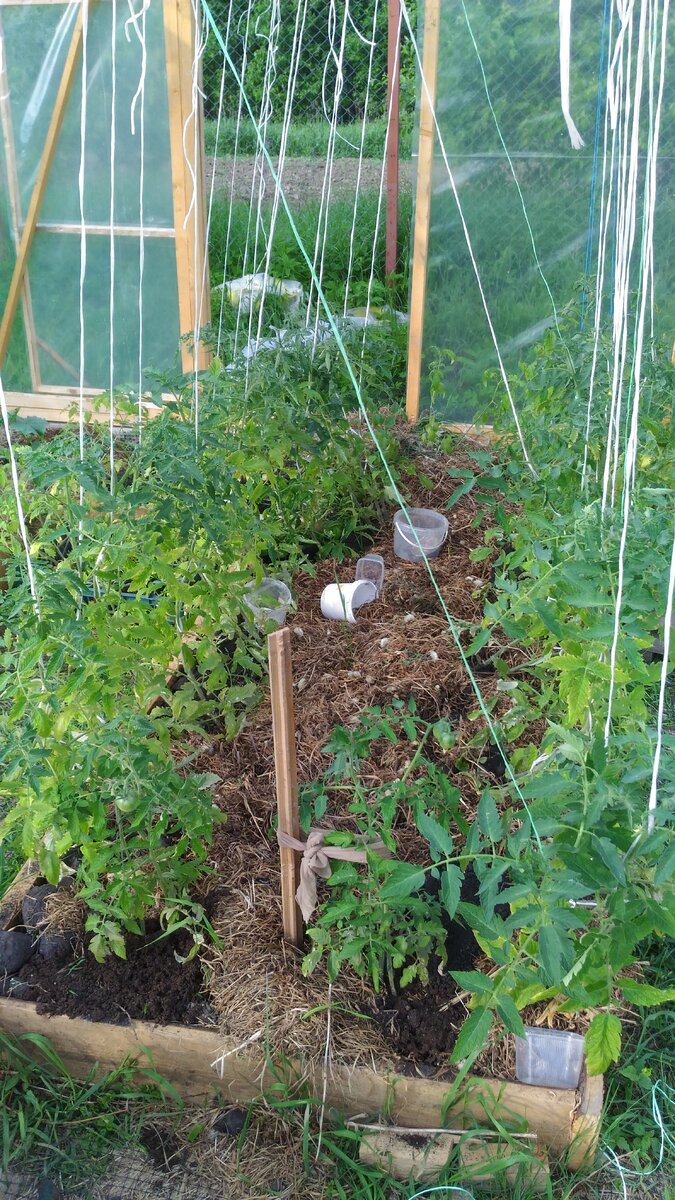 Процесс роста