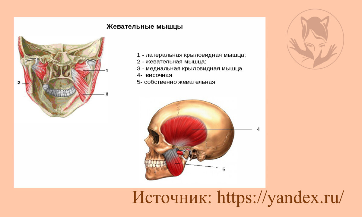 Взято из открытых источников яндекс.картинки