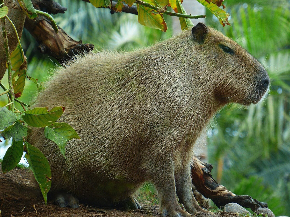 отдых в тени