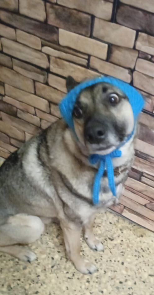 Natalina Zima - Вязаные шапки для собак своими руками читать онлайн бесплатно