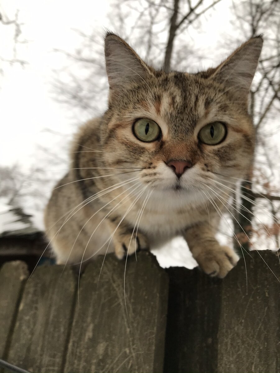 Жила была дикая соседская кошка . Маленькая , серенькая , неприметная , очень пугливая  и лёгкая , как пушинка . Ходила по периметру нашего забора , бегала по двору и ловила мышек , гонялась за птичками , играла с листочками , летящими по ветру , бабочками и мухами .  К нам не подходила , боялась . Еду , которой мы пытались ее угостить , не признавала совсем . Мы поняли , что кошка привыкла только к сухому корму , но купленный нами корм был ей отвергнут . Но лакомство для кошек в виде подушечек ей нравилось . Мы начали с того , что оставляли немного этого лакомства на заднем дворе в определённом месте . Стали замечать , что когда нас нет рядом она подходит и сьедает его . Мы пробовали открыть входную дверь , чтобы она вошла , но кошка очень боялась и сразу убегала . Нужно было время , чтобы она привыкла к нам . Нам хотелось , чтобы она смогла почувствовать безопасность и узнать , что такое спать в тепле и есть сколько хочешь . Скорее всего она спала часто  на улице , где-нибудь в укромном месте , где безопасно . 