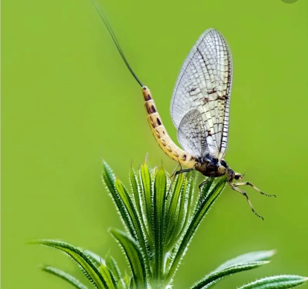 Бабочка поденка. Поденки (Ephemeroptera). Отряд подёнки - Ephemeroptera. Поденка обыкновенная.